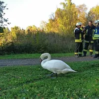 schwan.jpg
