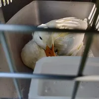 ente.jpg